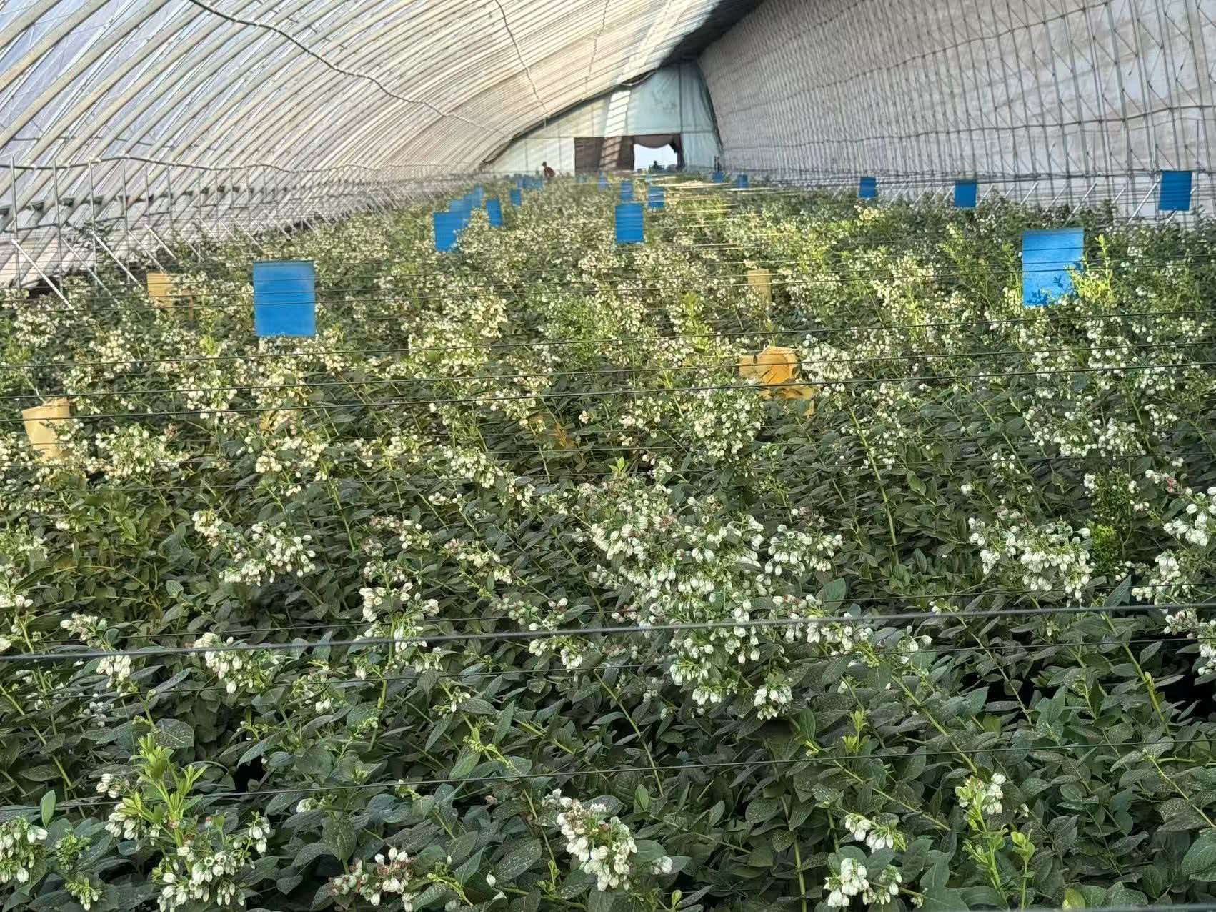 客户蓝莓大棚种植现场，蓝莓植株进入花期